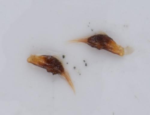 Réf. 182 490 : Byrsinus pilosulus